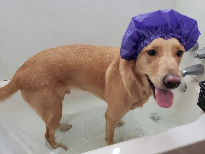 Eastvale Veterinary Hospital Picture 6