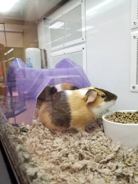 Petco Picture 9