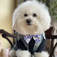 Belly Rubs Biscuit Bar & Spa ico