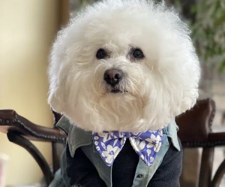 Belly Rubs Biscuit Bar & Spa