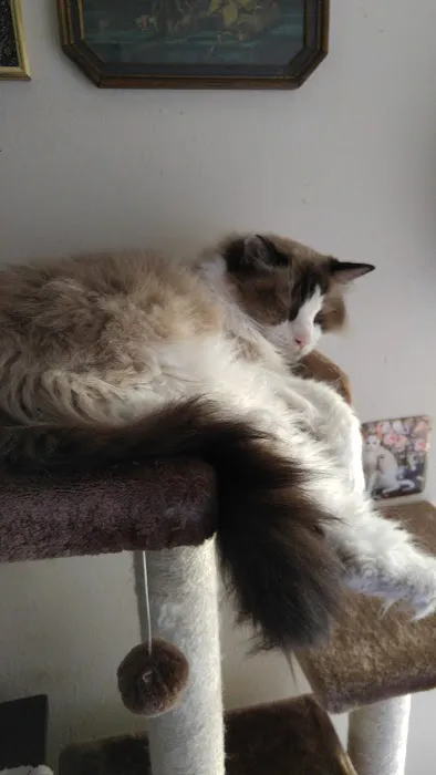 Ragnarok Cattery Picture 5