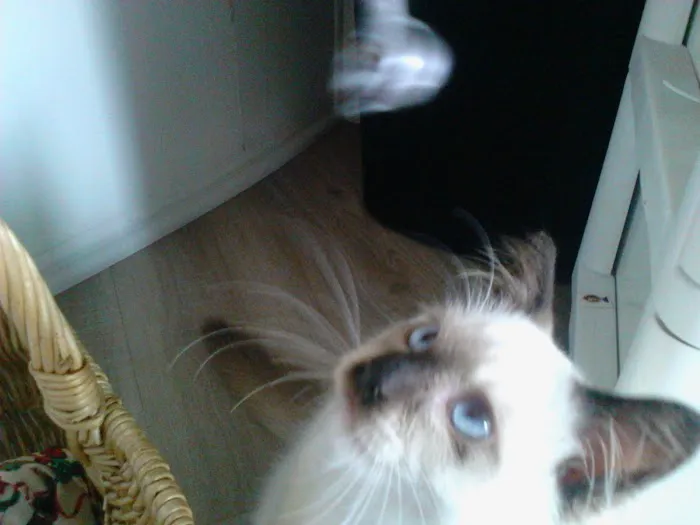 Ragnarok Cattery Picture 7