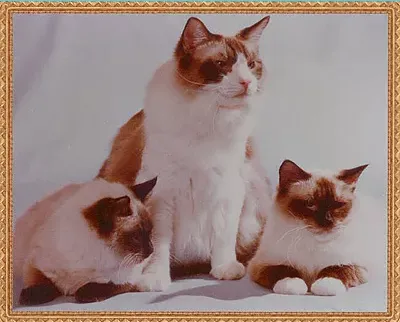 Ragnarok Cattery Picture 8