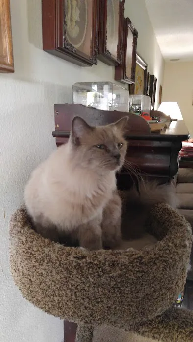 Ragnarok Cattery Picture 3