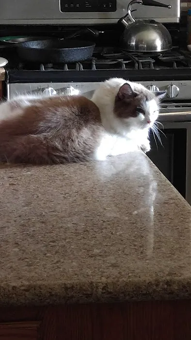 Ragnarok Cattery Picture 4