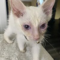 Ragnarok Cattery ico