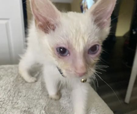 Ragnarok Cattery
