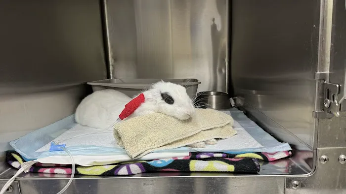 Adobe Animal Hospital Picture 2