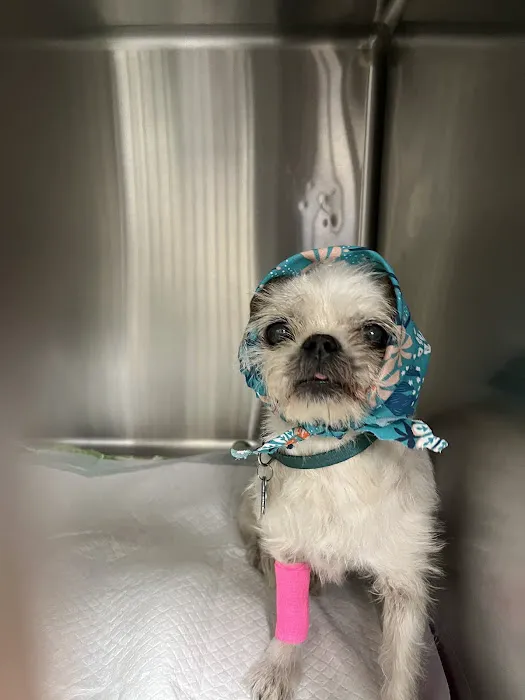 Adobe Animal Hospital Picture 8