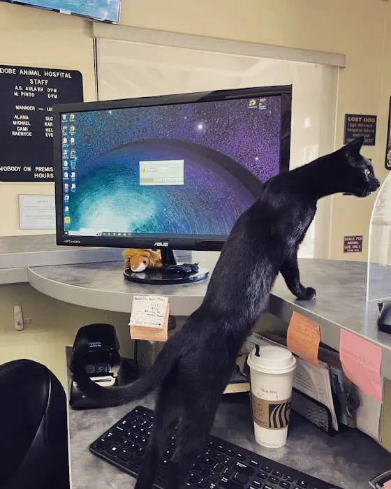 Adobe Animal Hospital Picture 10