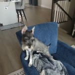Petco