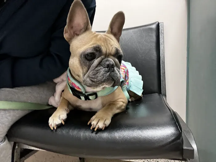 Victoria Animal Hospital Picture 2