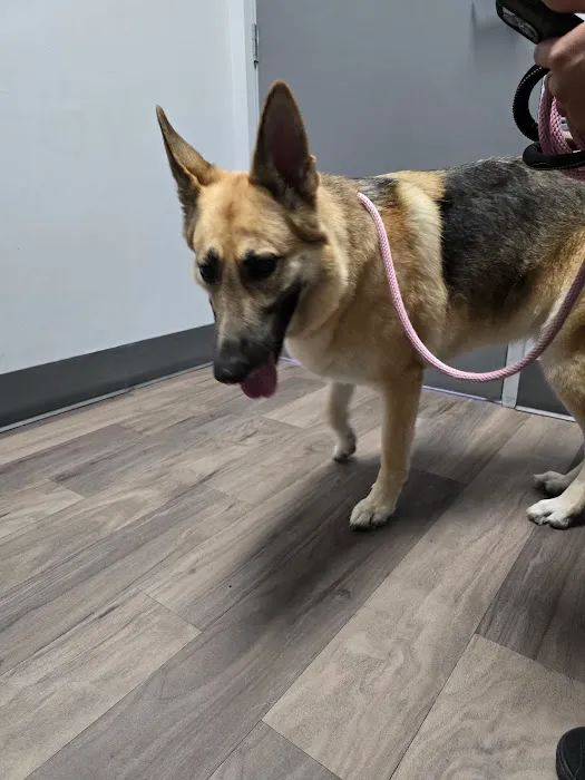 Victoria Animal Hospital Picture 4