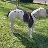 Inland Empire Veterinary Surgical Specialty ico