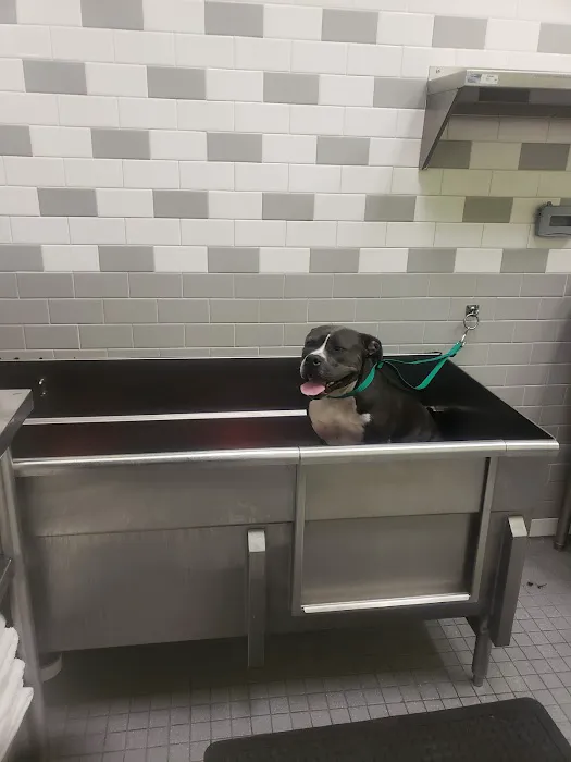 Petco Picture 2