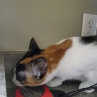 Rancho Regional Veterinary Hospital ico