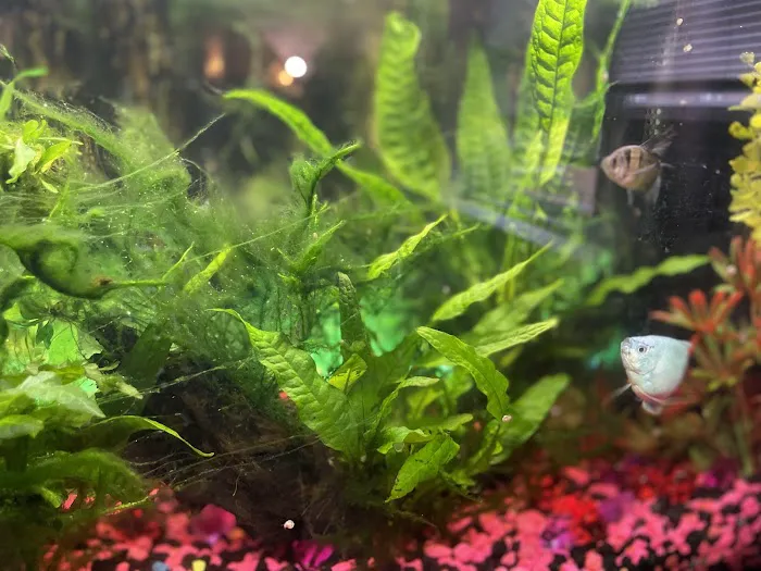 DMV aquarium hookup Picture 2