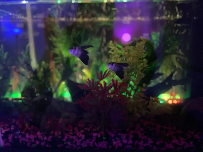 DMV aquarium hookup Picture 4