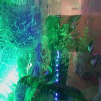DMV aquarium hookup ico