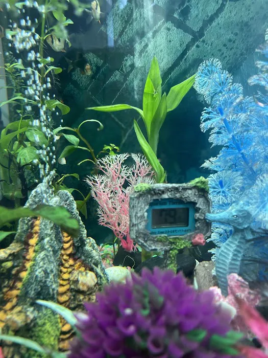 DMV aquarium hookup Picture 10