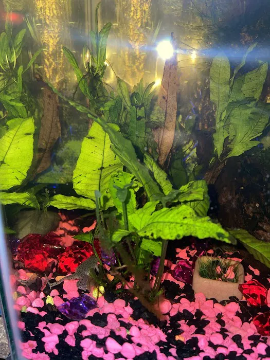 DMV aquarium hookup Picture 8
