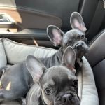 PetEmerg Emergency Animal Hospital