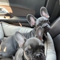 PetEmerg Emergency Animal Hospital ico