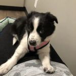 Chino veterinary clinic