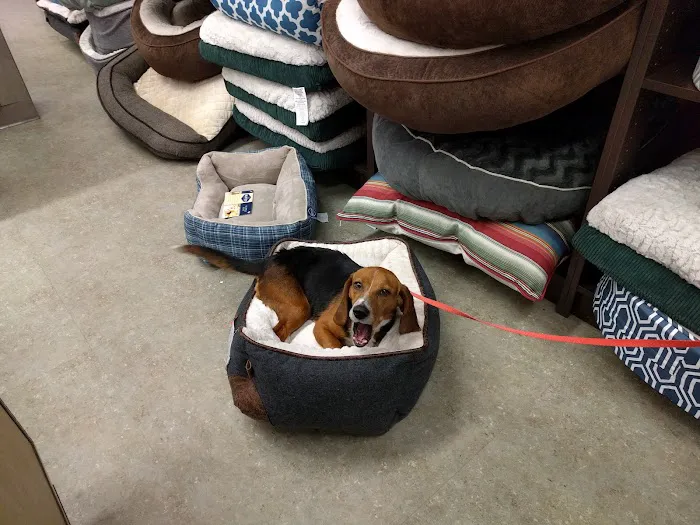 Unleashed by Petco Picture 4