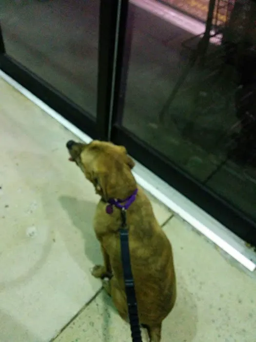Unleashed by Petco Picture 8