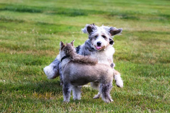 Unleashed by Petco Picture 9