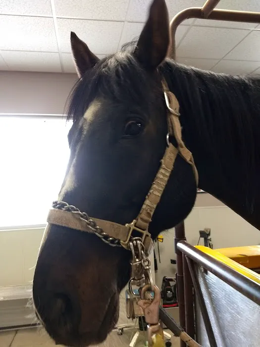 SoCal Equine Hospital Picture 4