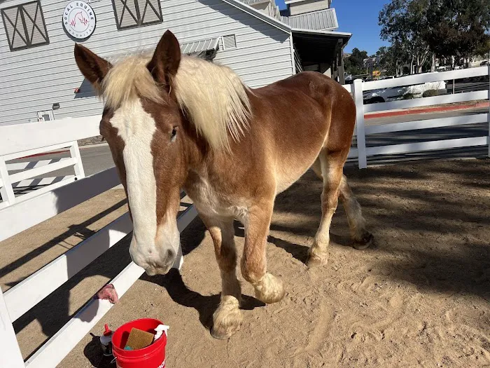 SoCal Equine Hospital Picture 10