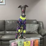 Duša’s Deli Dog Treats