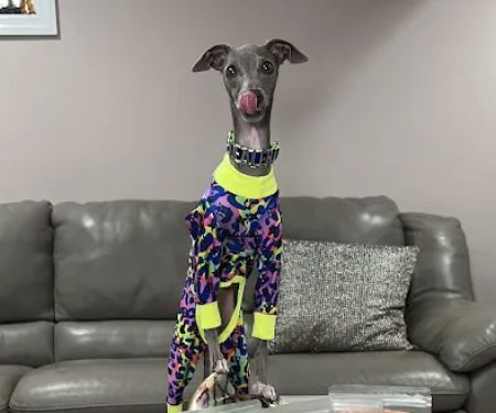 Duu0161au2019s Deli Dog Treats