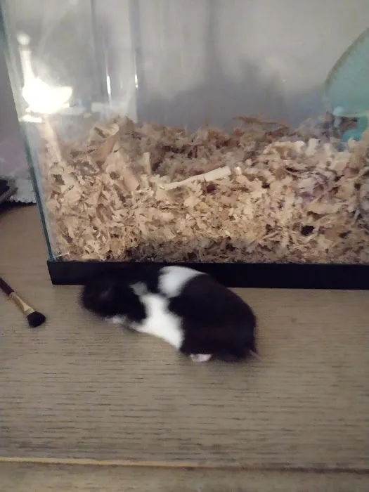 Lacey Pet Supply with Next Level Exotics Picture 5
