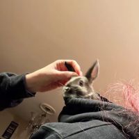 Lacey Pet Supply with Next Level Exotics ico