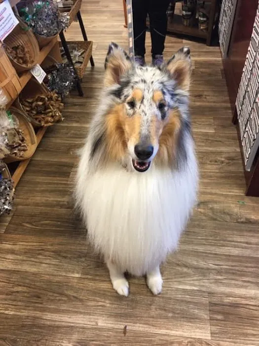 Well Bred - The Healthy Pet Marketplace & DOG GROOMERS Picture 7