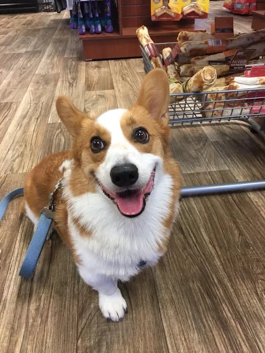Well Bred - The Healthy Pet Marketplace & DOG GROOMERS Picture 10