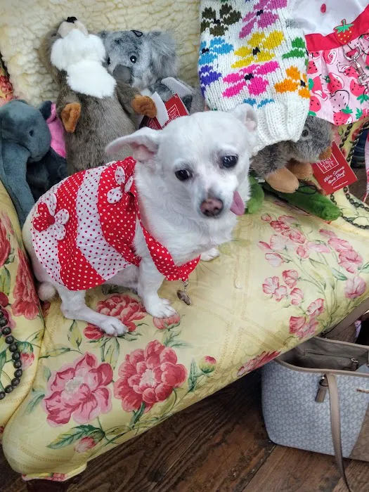 Winky's Pet Boutique Picture 4