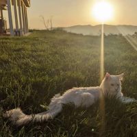 Cat's Maine Coons ico