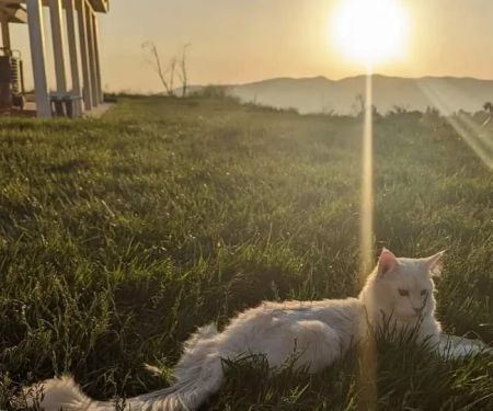 Cat's Maine Coons