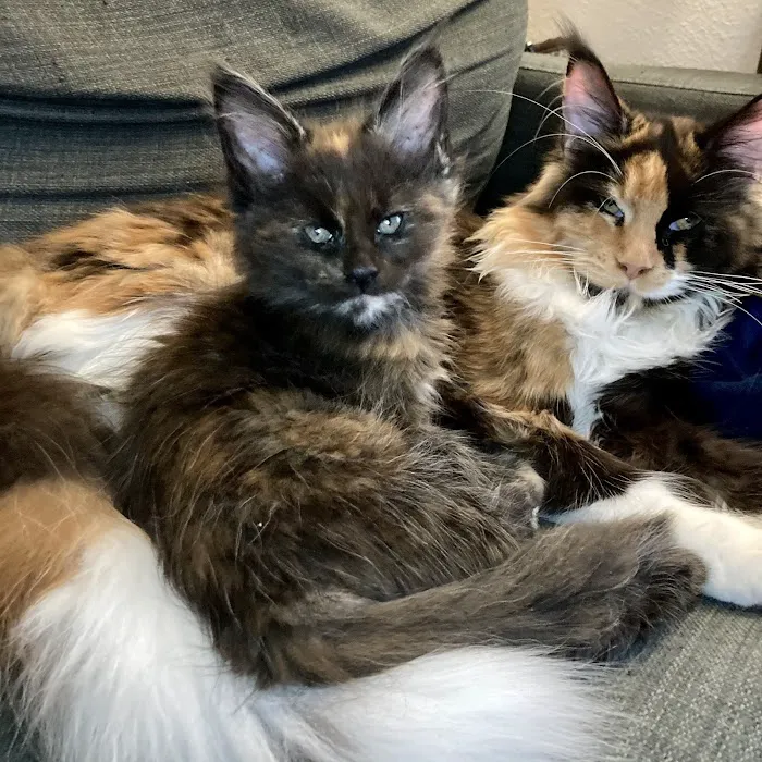 Cat's Maine Coons Picture 5