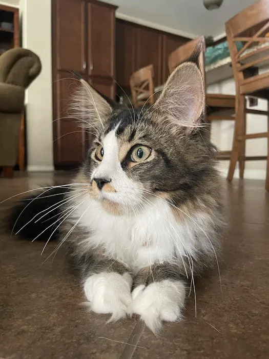 Cat's Maine Coons Picture 9