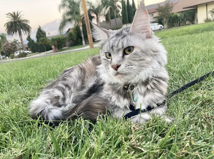 Cat's Maine Coons Picture 4