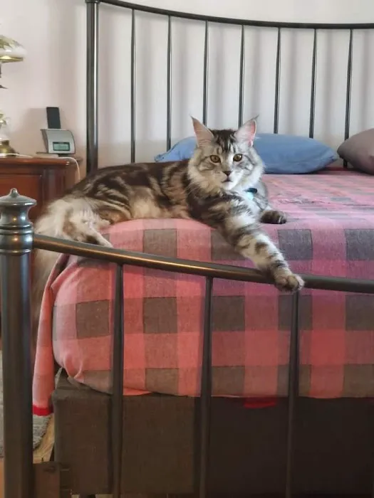 Cat's Maine Coons Picture 3
