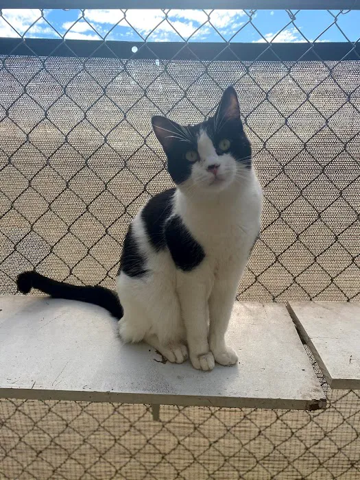 Room 8 Memorial Cat Foundation Picture 10
