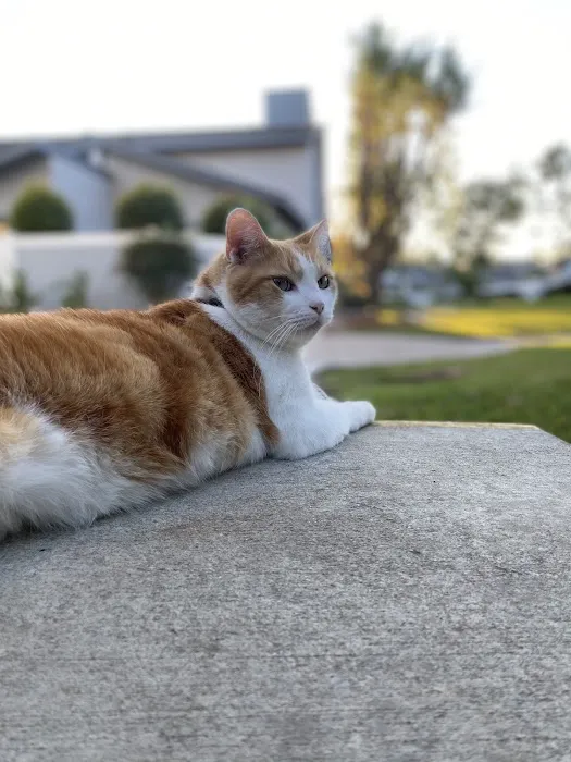 Room 8 Memorial Cat Foundation Picture 4