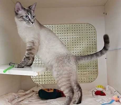 Room 8 Memorial Cat Foundation Picture 3