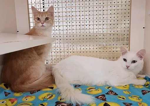 Room 8 Memorial Cat Foundation Picture 5